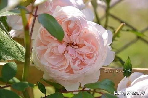 萨布丽娜月季的香氛之谜