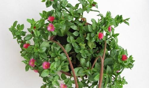 选择适合本地气候的花卉