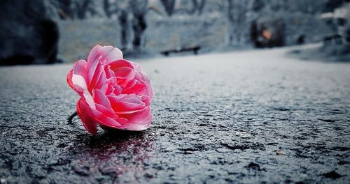 心情不好？快来养花吧！