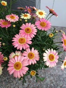 菊花种类辨别的趣味指南