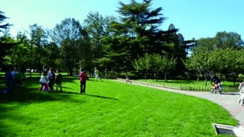 怀集茶油树种植基地：揭秘高品质茶油的秘密来源！