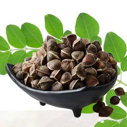 油茶籽的播种时间与处理方法揭秘