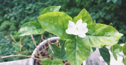 茉莉花施磷钾肥，花朵更艳丽