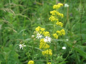 真正的草木染， 是借助草木本身的力量
