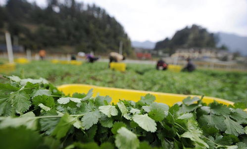南方蔬菜种类多，抓紧时间种植