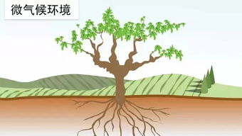 揭秘铁树生长奥秘：环境与特性深度解析