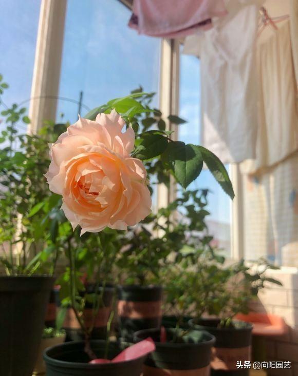 剪掉花苞， 月季小苗geng健康