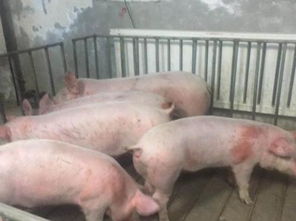 仔猪补铁，科学方法最关键