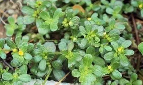 常见花草， 浇水有讲究