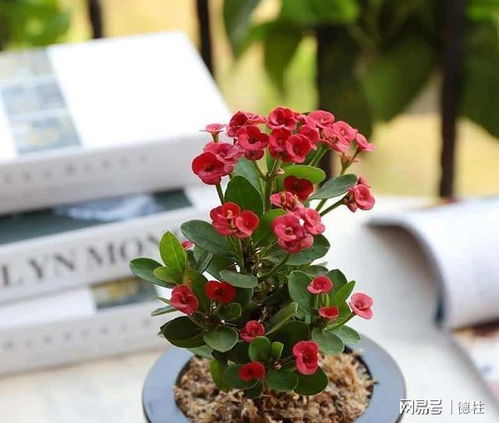 虎刺梅怎么养？虎刺梅开花时如何养护
