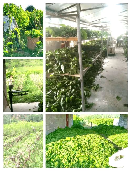 四季桂花如何养殖与养护才能保证其四季芬芳