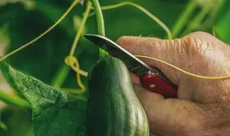 黄瓜苦味素的影响