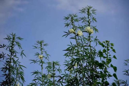 翠竹坚韧，你知道它还象征着谦逊与高洁吗