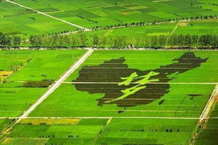 生态林地：乡村的绿色守护者