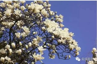 盆栽白玉兰的养护之道