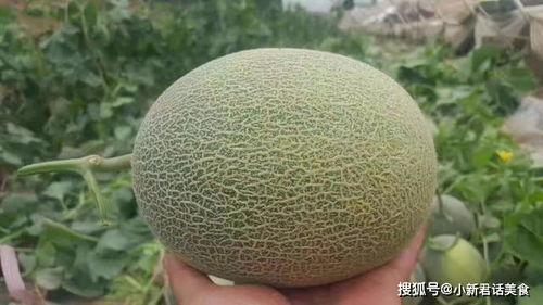 “西瓜、哈密瓜、香瓜，这些瓜你分得清吗