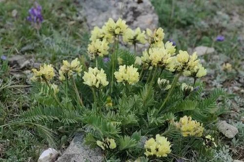 去年在怒江峡谷试种全缘叶绿绒蒿， 这花堪着娇气，其实特扛造