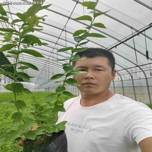 “绿宝石种植指南”