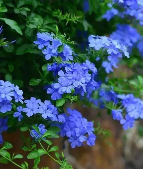 夏天有哪些花盛开？请盘点10种代表夏天的花朵
