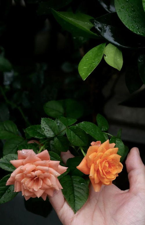 小王子的玫瑰之谜：花季之爱的奥妙