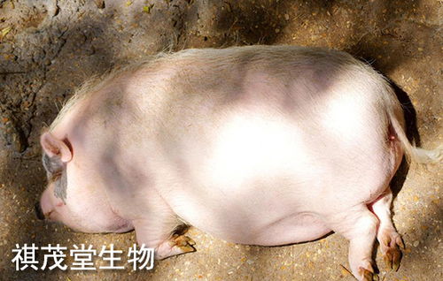 育肥猪成活率低，问题根源在哪两大关键因素？