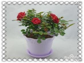 月季花盆的常见尺寸