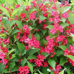 庭院绿化必备：植物设计师精选地被草花大全