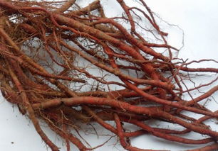 追求尺寸还是注重质量？河南南阳种植户种植“大果型”丹参反降产量