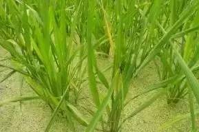 氰氟草酯：芳氧苯氧丙酸类除草剂