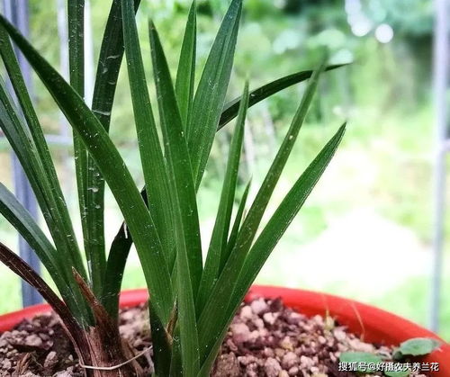 红掌浇水技巧：精准浇根部，养爆盆花王