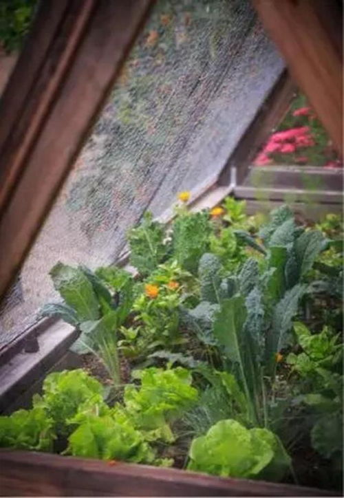 播种叶类蔬菜如生菜、菠菜等，可多次收割