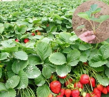 莲雾盛花期揭秘，结果季不容错过！