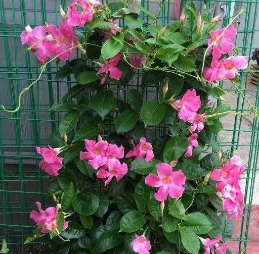 飘香藤施肥大揭秘：选对肥料，让你的飘香藤飘香满园！