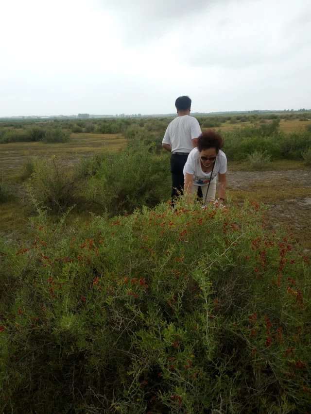 盐碱地果树种植的烦恼与快乐