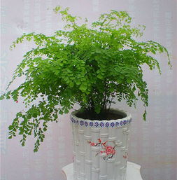 夜间吸碳植物：夜间净化空气的小秘密