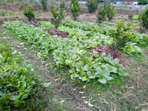 南方种植， 海拔来帮忙