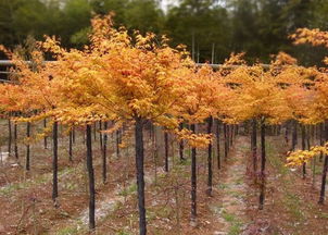 枫树盆栽，真的可依吗？