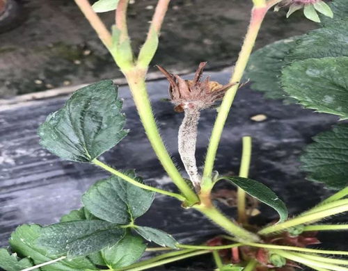 蔬菜在阴雨天的生长