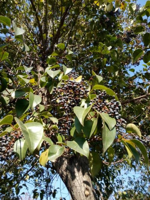 这些果子有什么用呢？