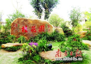 江门市的市树是什么植物？这个问题你了解吗？