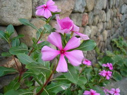 这种外国种的花草叫什么名字？