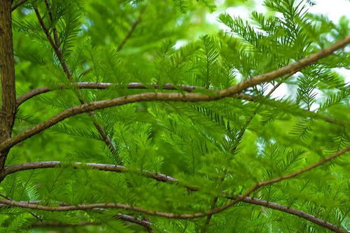 柏树花开，父爱永恒，感恩之情永存心间