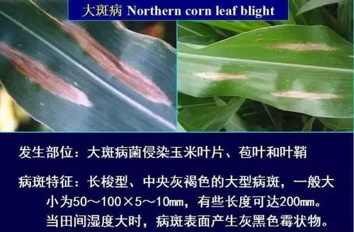 玉米锈病， 氟环唑来解忧