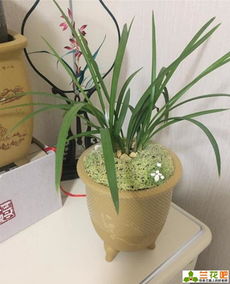 换盆时的材料选择