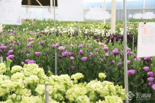 云南特有的名贵鲜花品种