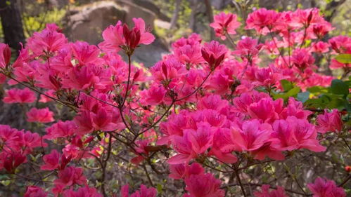 映山红开什么花？