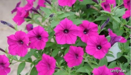 第三种花：牵牛花， 墙上的彩虹