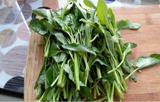 空心菜：绿油油的夏天