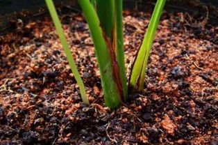 第十一步：土壤处于碱性状态的原因