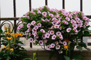 舞春花养护， 夏季的美丽延续